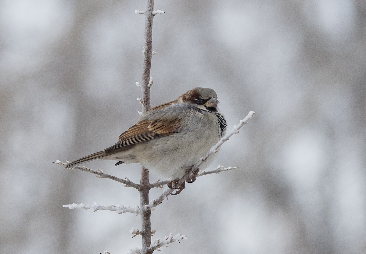 Оронгийн бор шувуу - ML646547191