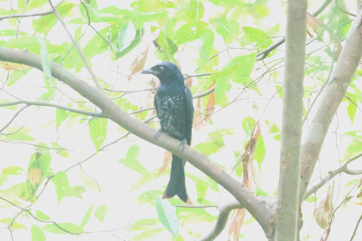 ハシブトオウチュウ - ML646547192