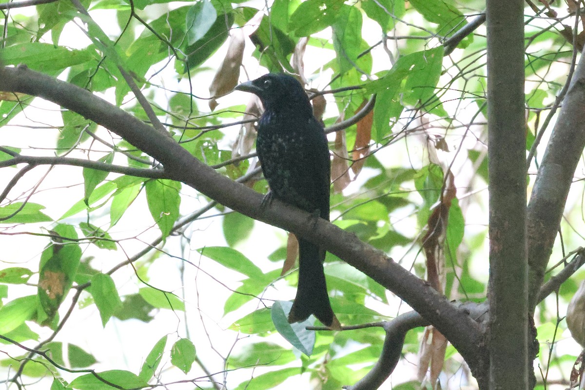 ハシブトオウチュウ - ML646547193