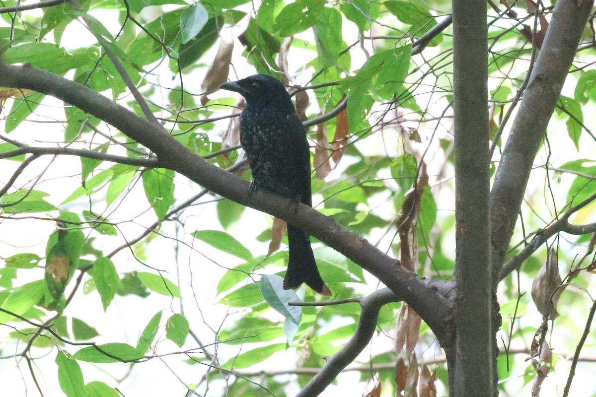 ハシブトオウチュウ - ML646547194