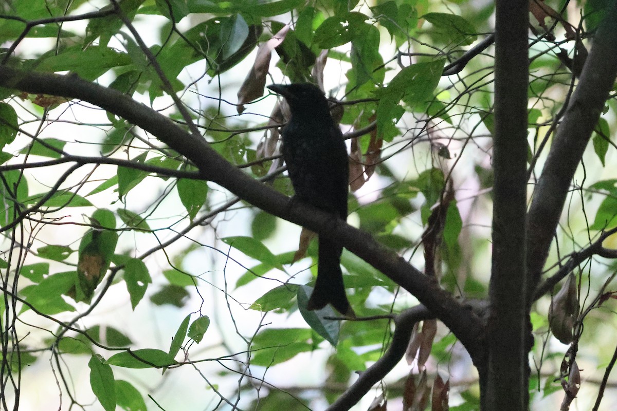 ハシブトオウチュウ - ML646547195