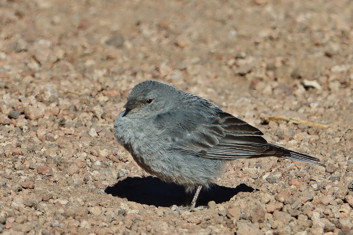 Свинцово-серый овсяночник - ML646547199