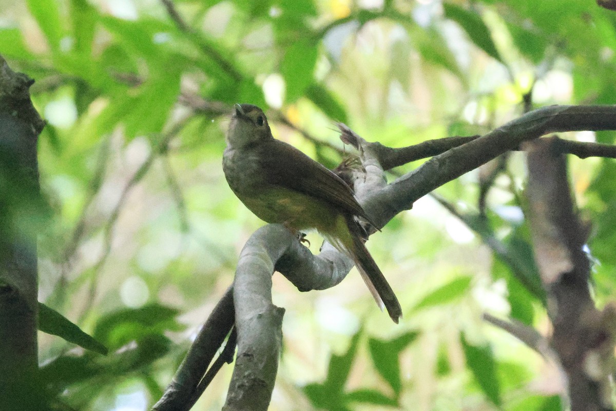 エリゲヒヨドリ - ML646547202