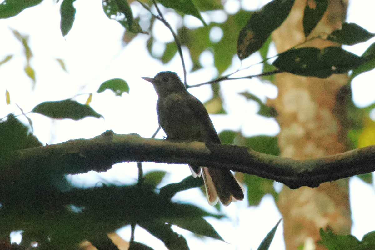 エリゲヒヨドリ - ML646547203