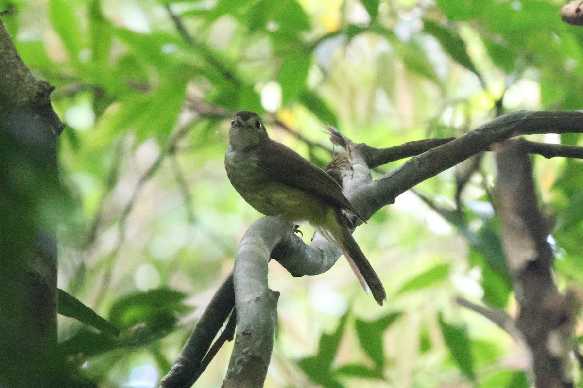 エリゲヒヨドリ - ML646547204