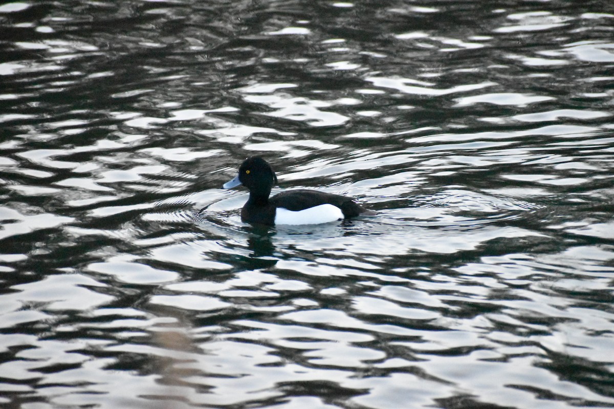 Tufted Duck - ML646547205