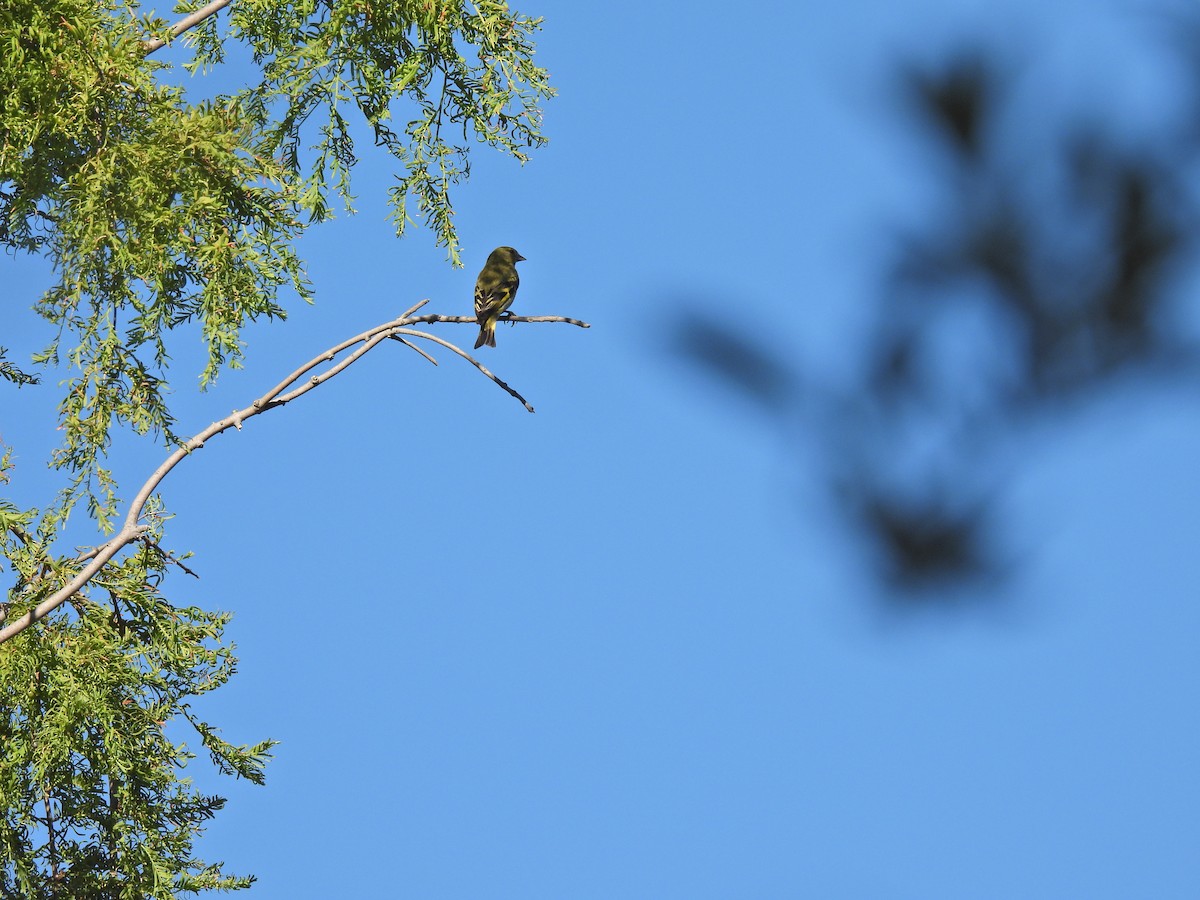 hettesisik - ML646547208