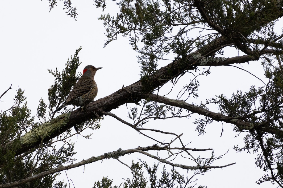 Northern Flicker - ML646547210