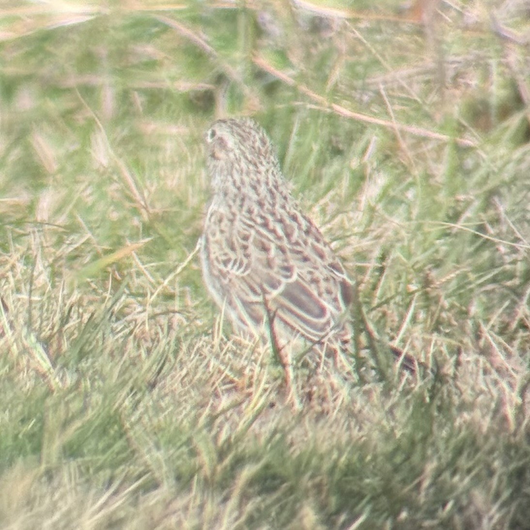 Cassin's Sparrow - ML646547211