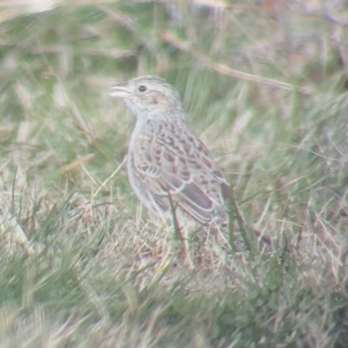 Cassin's Sparrow - ML646547212