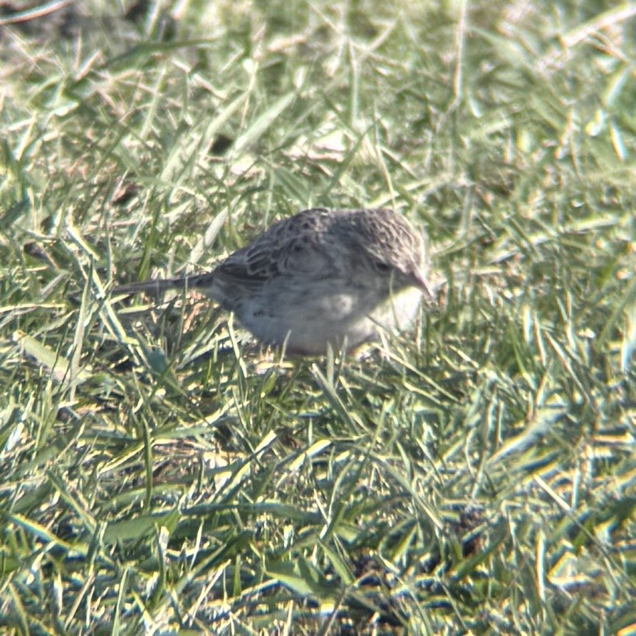 Cassin's Sparrow - ML646547214