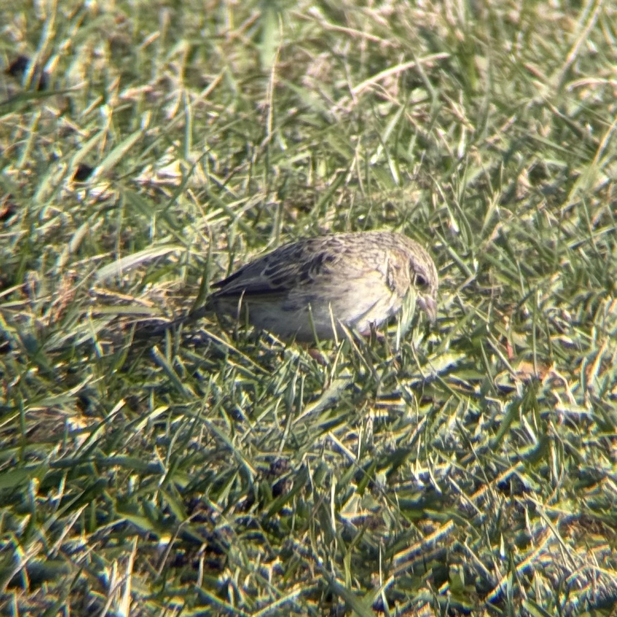 Cassin's Sparrow - ML646547215