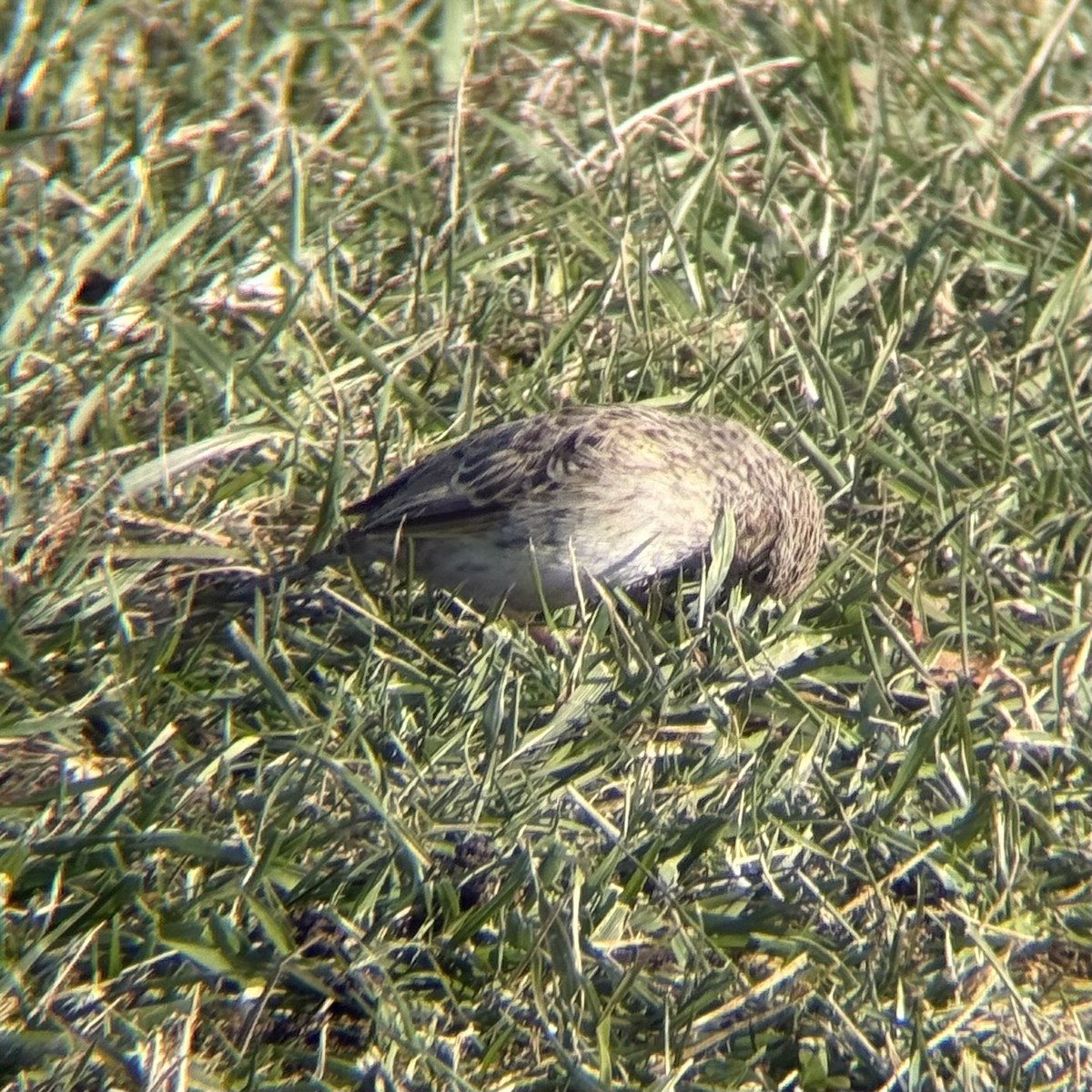 Cassin's Sparrow - ML646547216