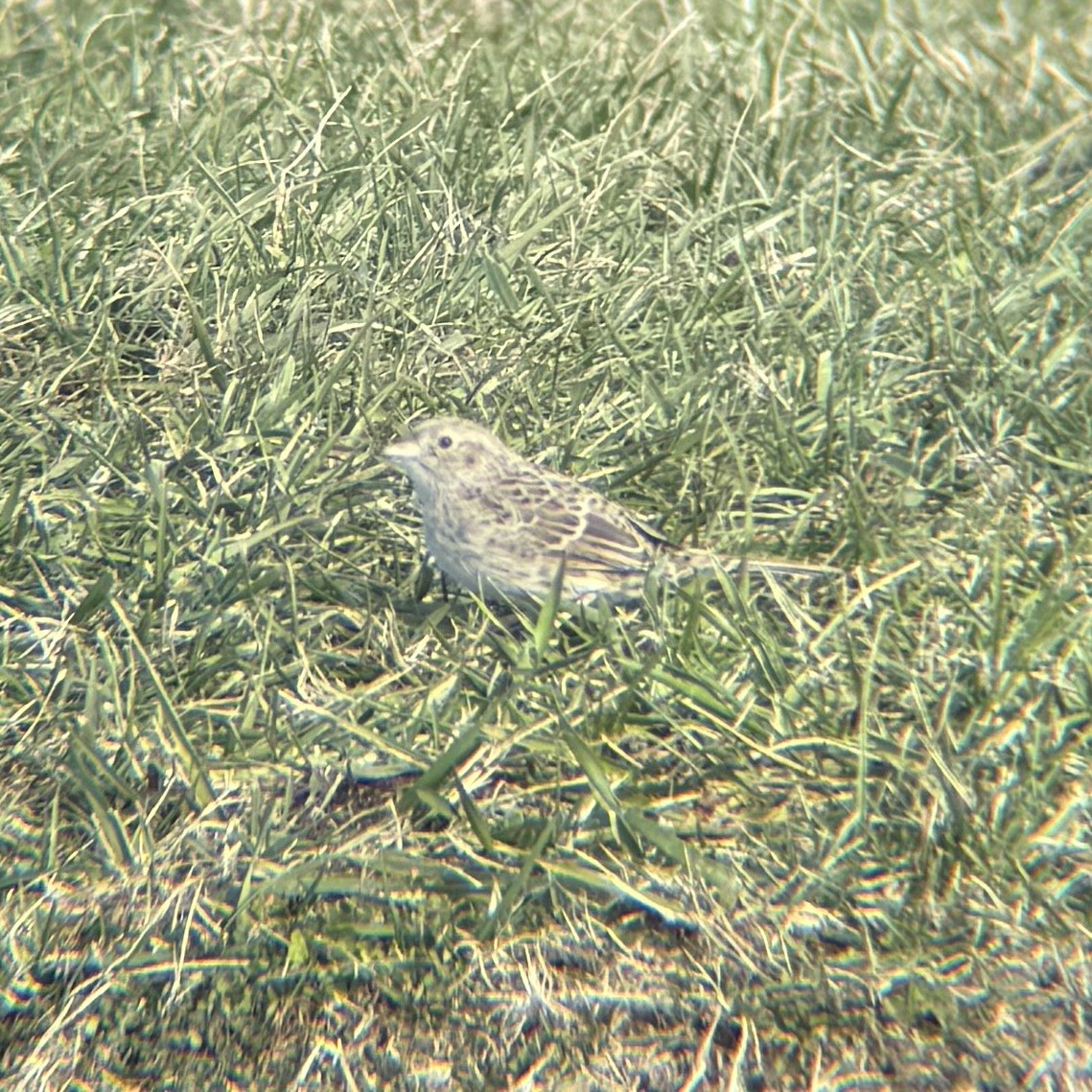 Cassin's Sparrow - ML646547217