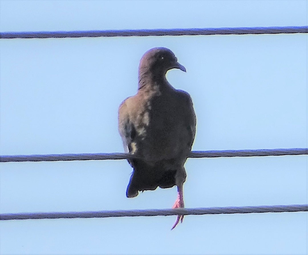 Eared Dove - ML646547220