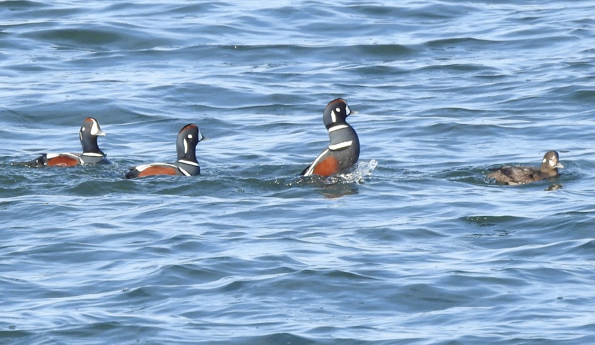 Harlequin Duck - ML646547223