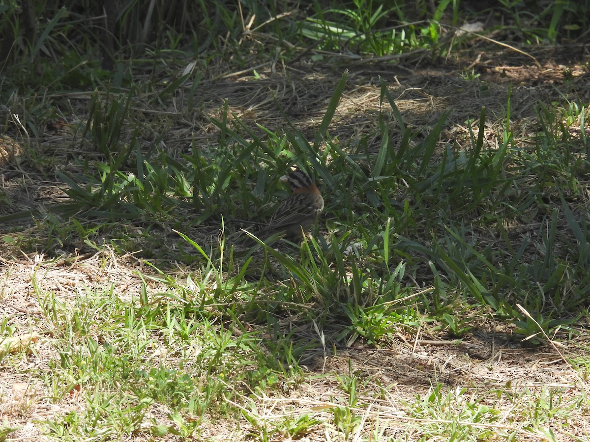 Rufous-collared Sparrow - ML646547224