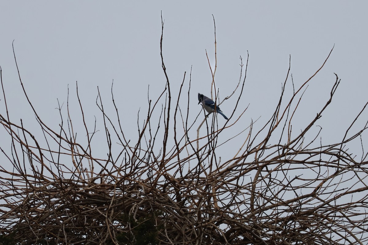 Blue Jay - ML646547226