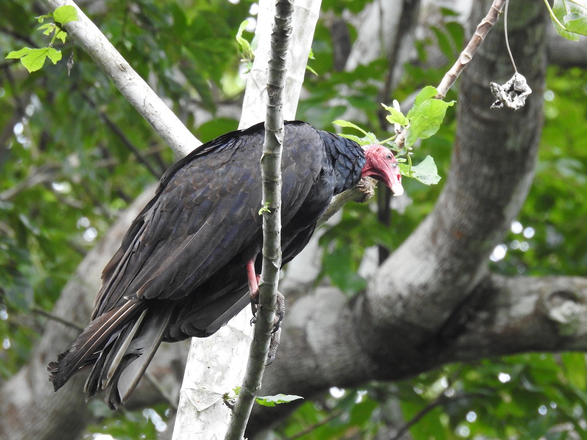 Turkey Vulture - ML646547234