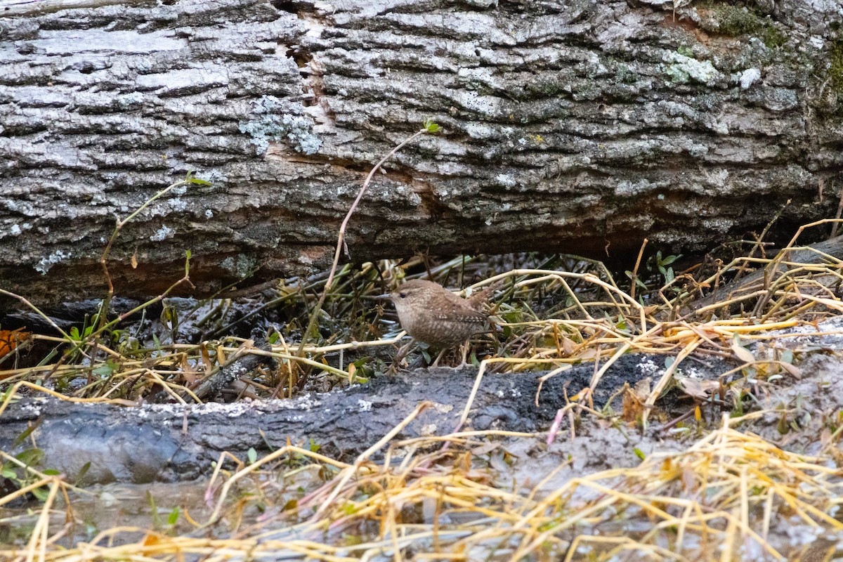 Winter Wren - ML646547243