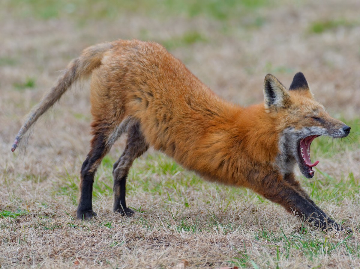 Eastern American Red Fox - ML646547244