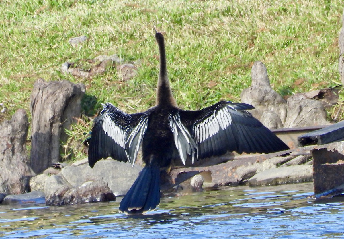 Anhinga - ML646547245