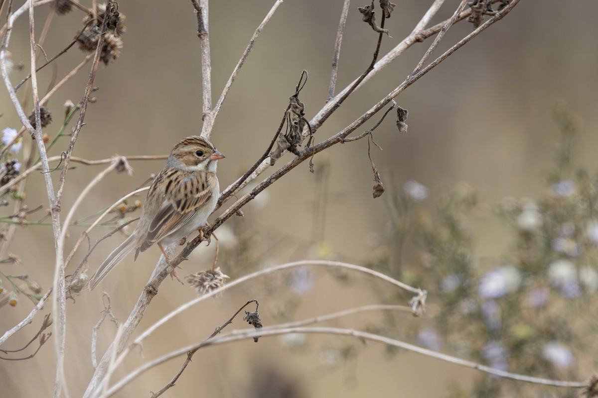 Clay-colored Sparrow - ML646547246