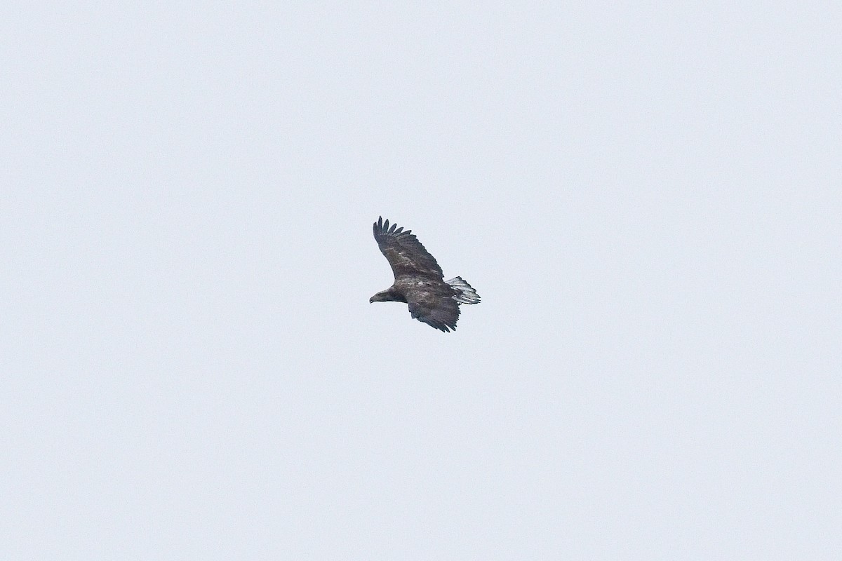 Bald Eagle - ML646547248