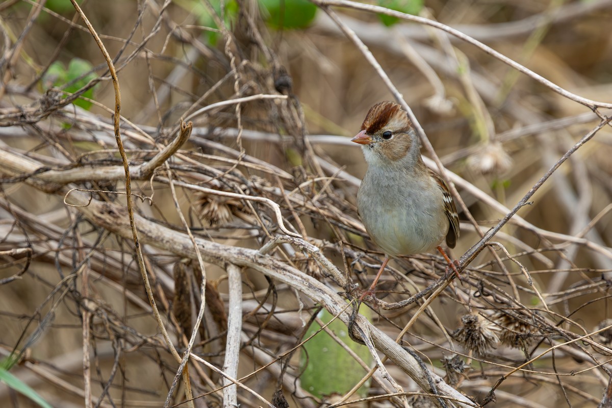 White-crowned Sparrow - ML646547249