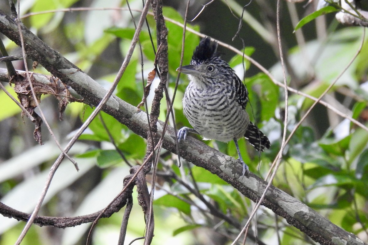 Barred Antshrike - ML646547250