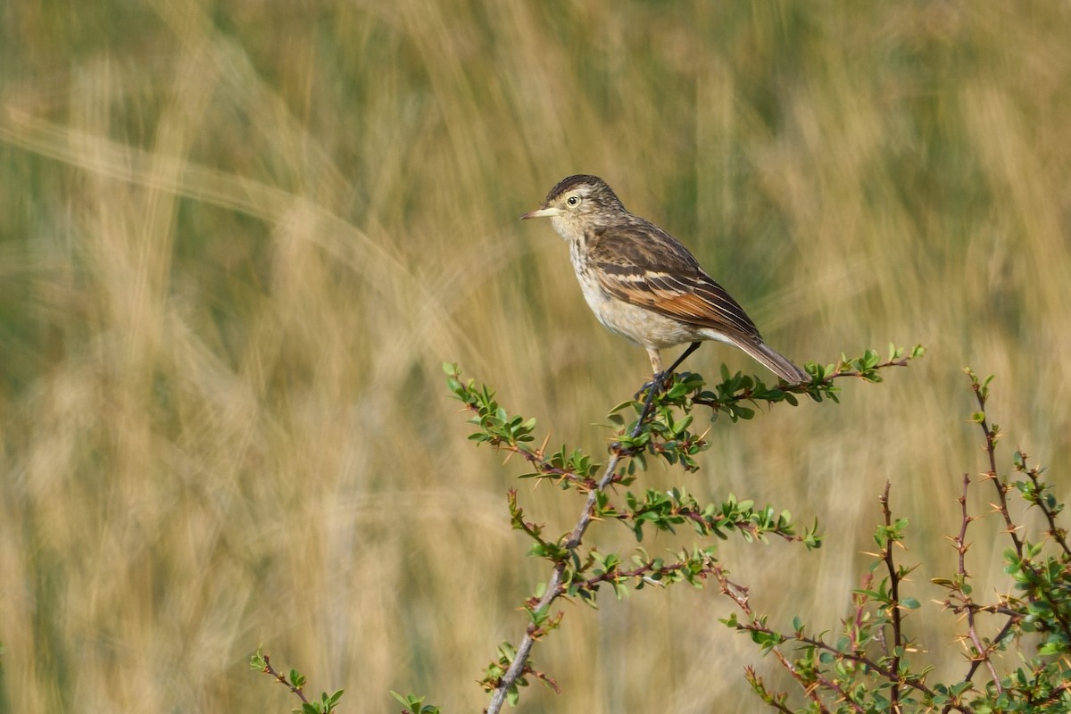 メガネタイランチョウ - ML646547251