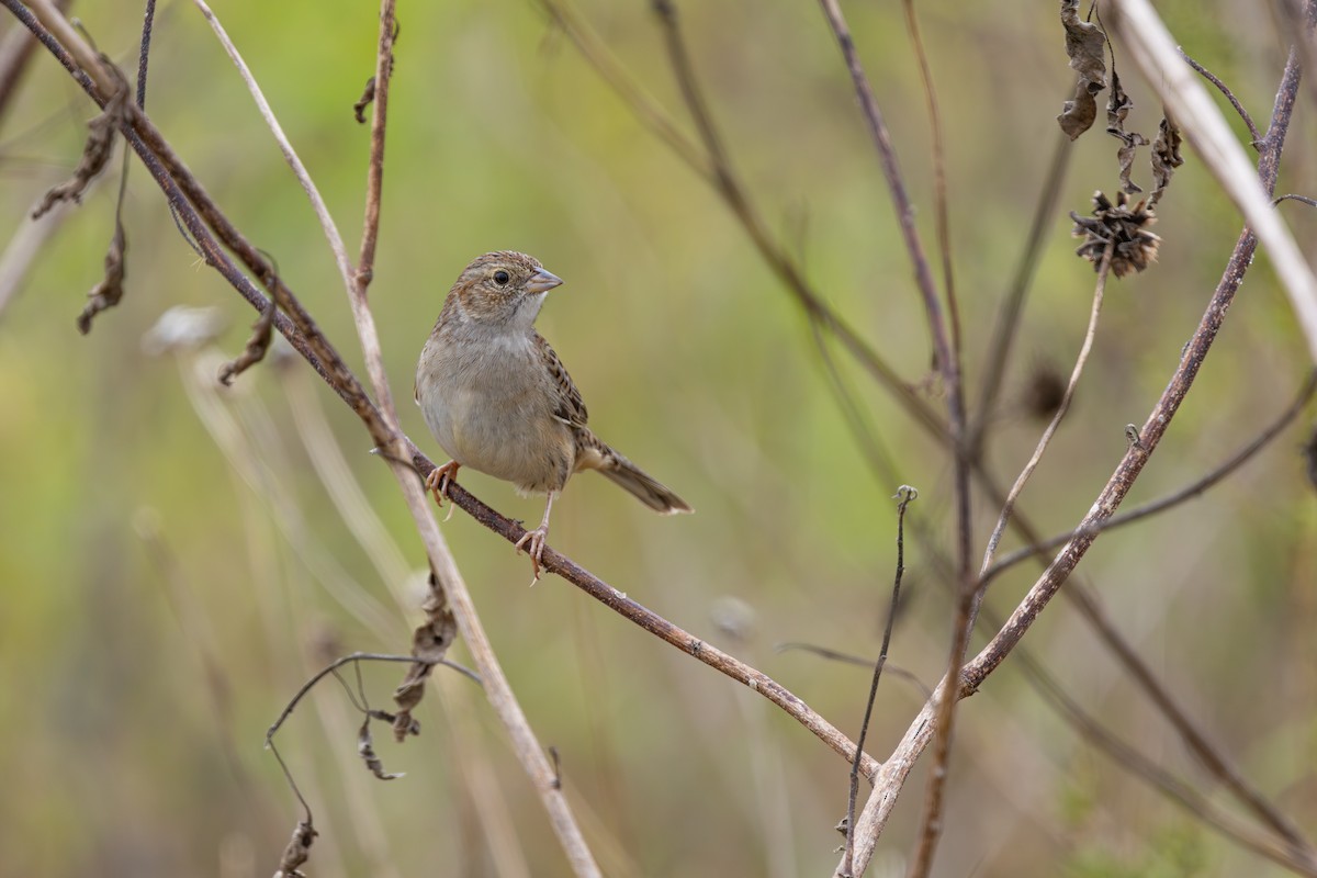 Cassin's Sparrow - ML646547255