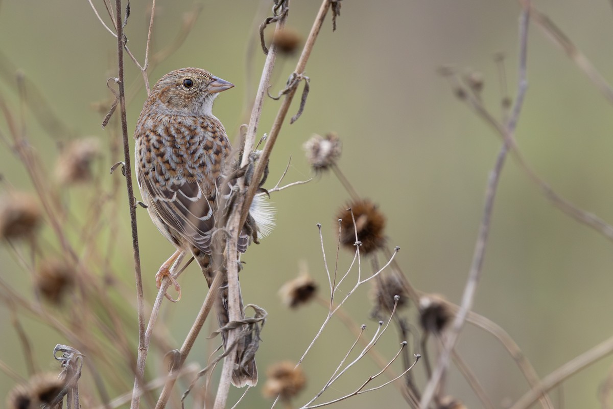 Cassin's Sparrow - ML646547256