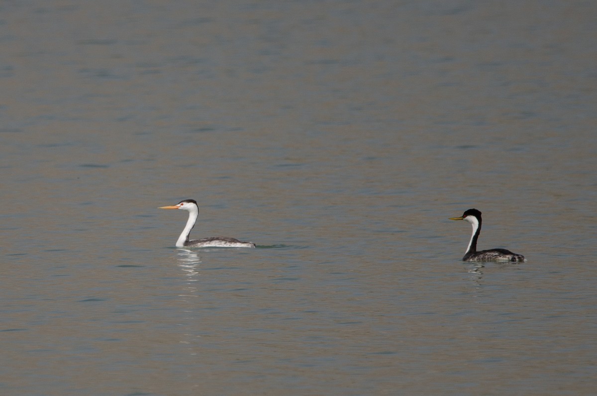 Clark's Grebe - ML646547259