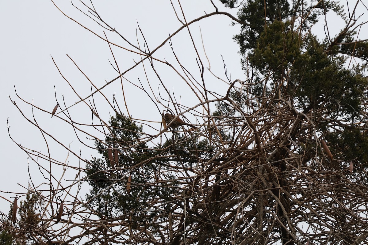 Brown Thrasher - ML646547261