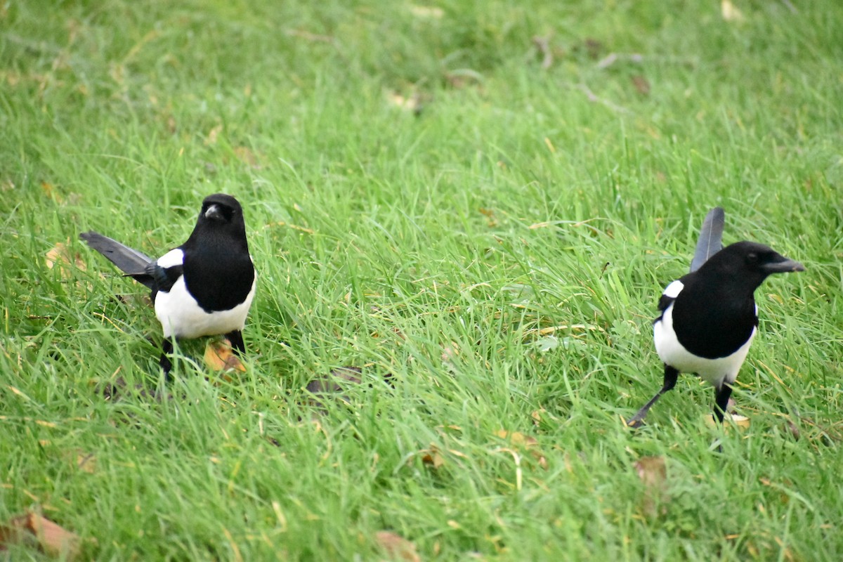 Eurasian Magpie - ML646547262