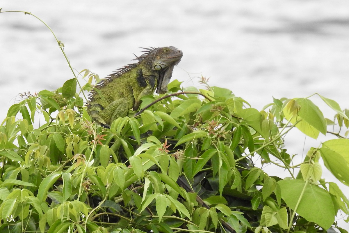 Reptiles - ML646547263