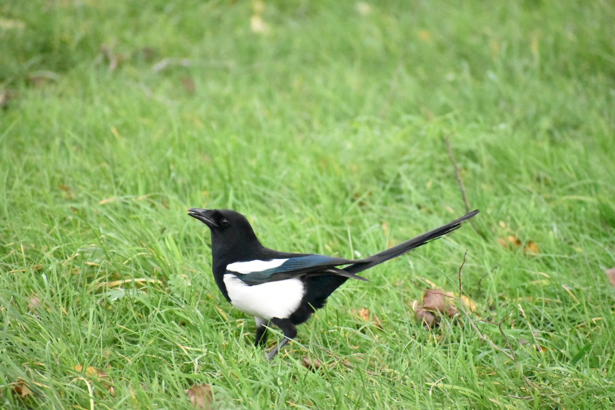 Eurasian Magpie - ML646547264
