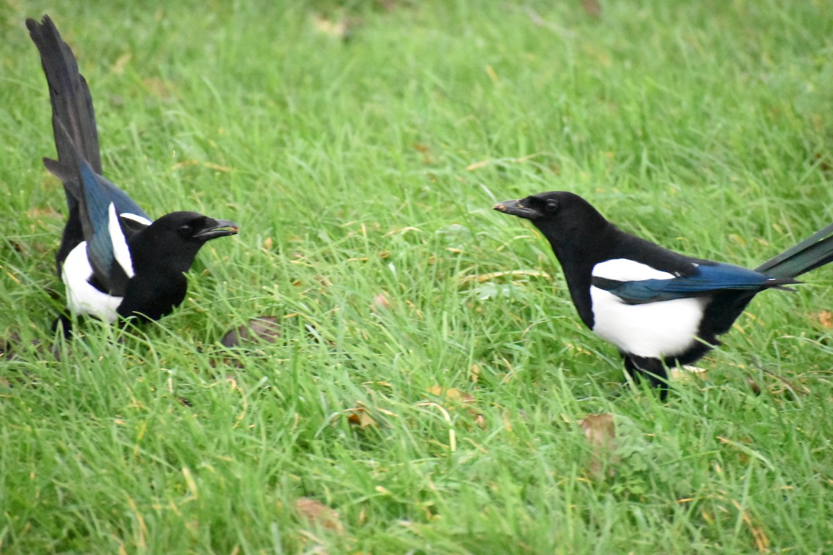 Eurasian Magpie - ML646547265