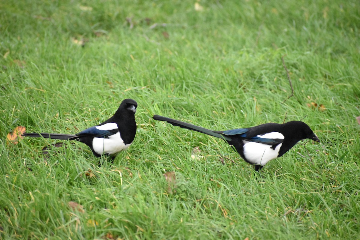 Eurasian Magpie - ML646547266