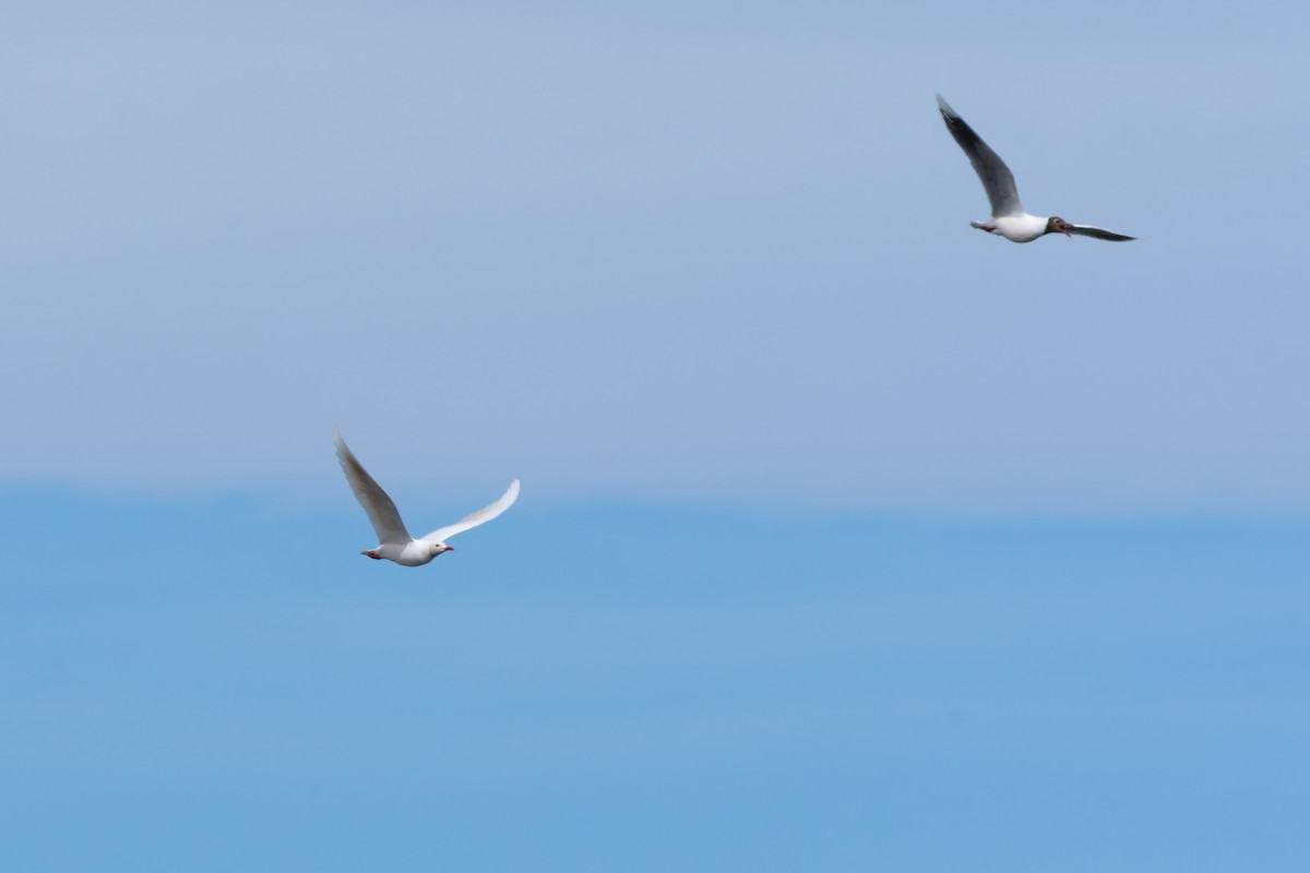 ミナミユリカモメ - ML646547268