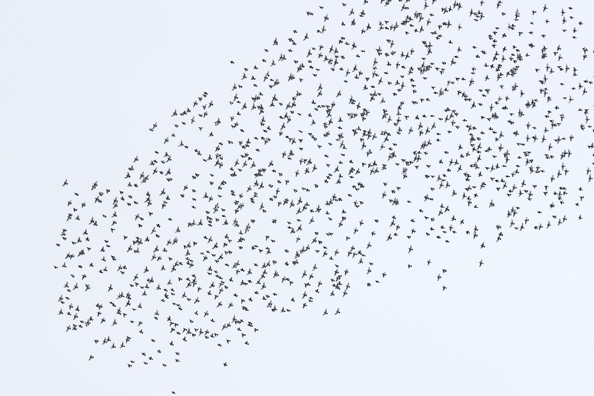 Хар тодол - ML646547269