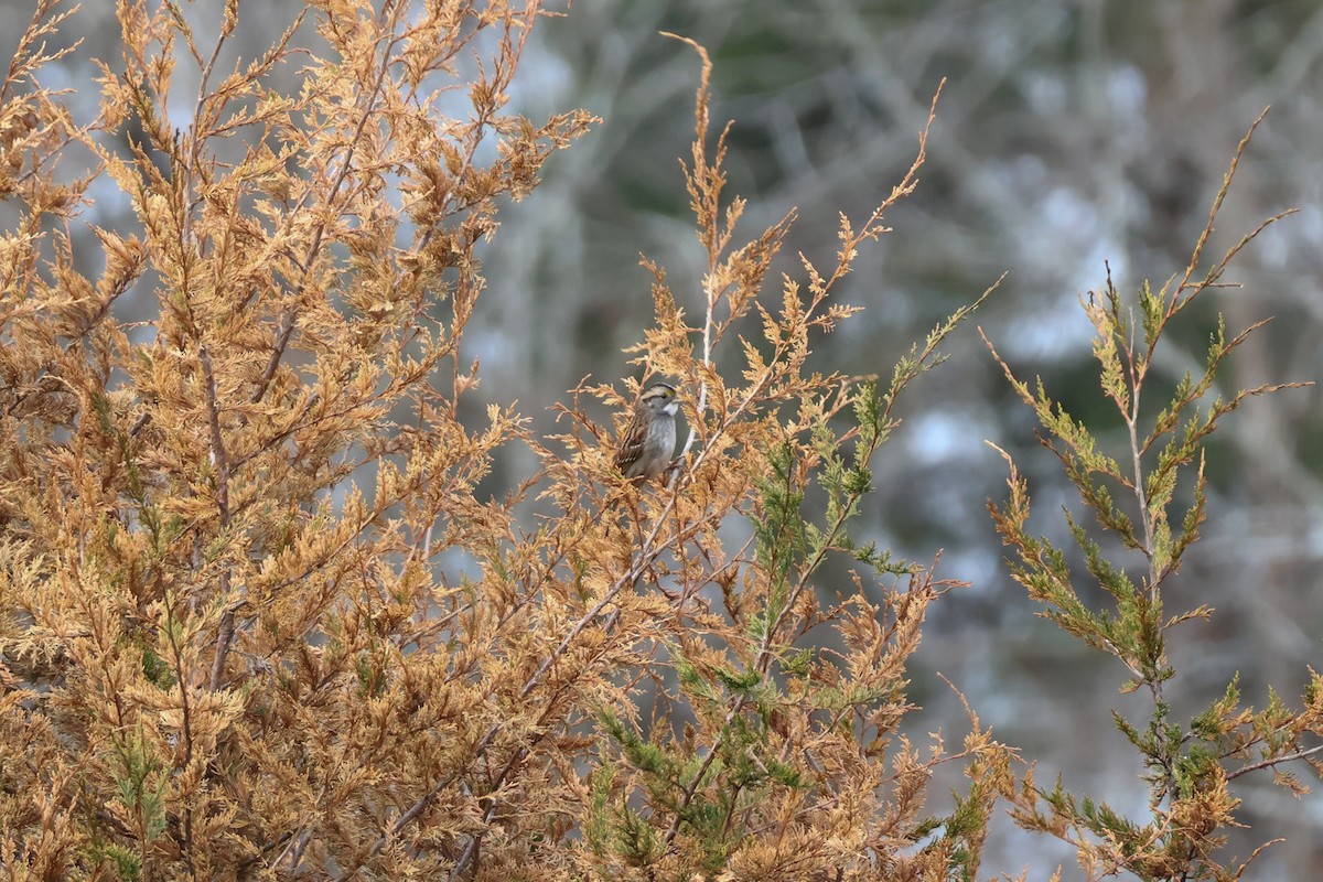 White-throated Sparrow - ML646547273