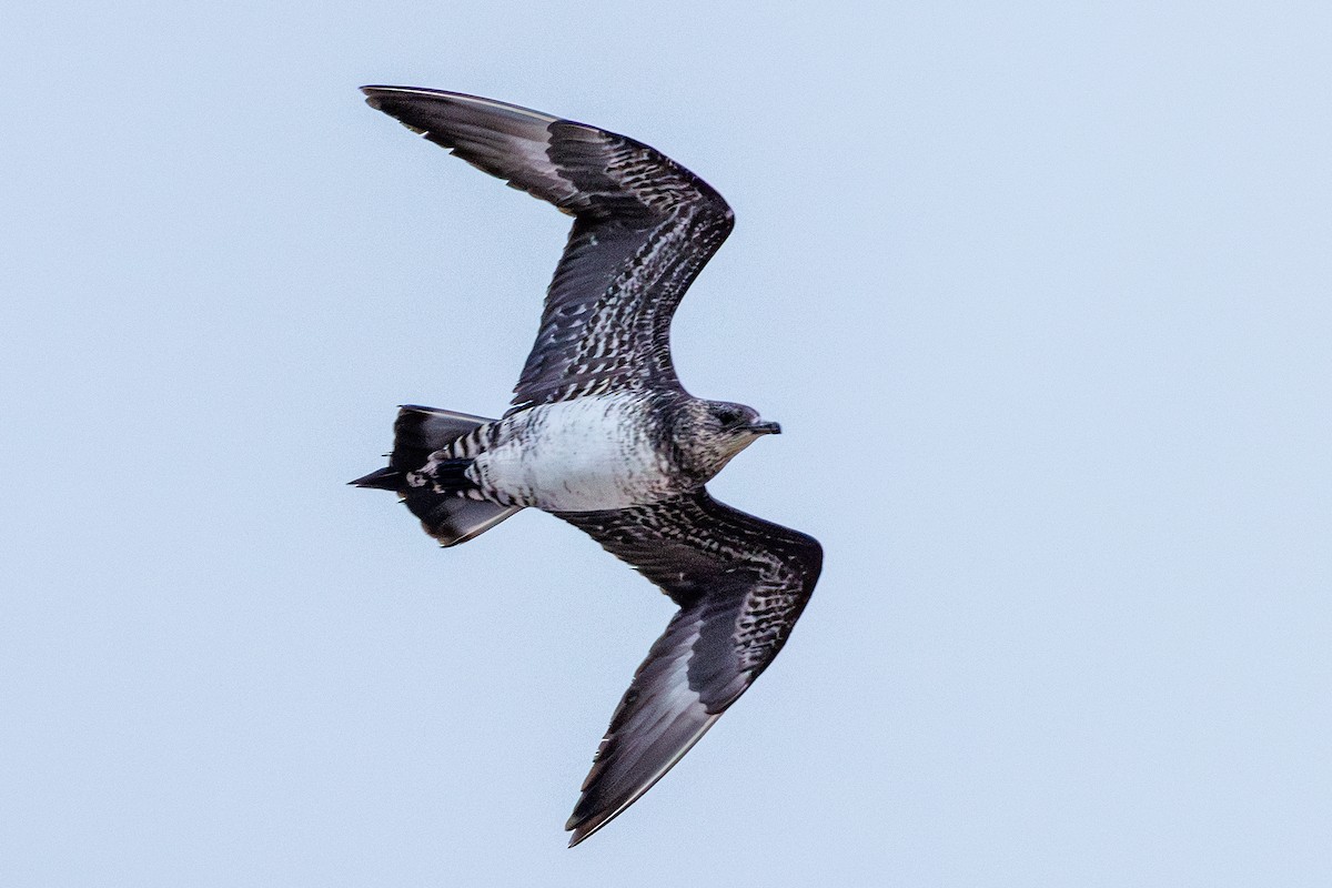 Поморник короткохвостий - ML646547274