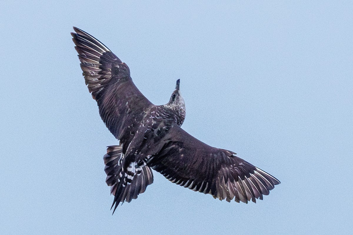 Поморник короткохвостий - ML646547276