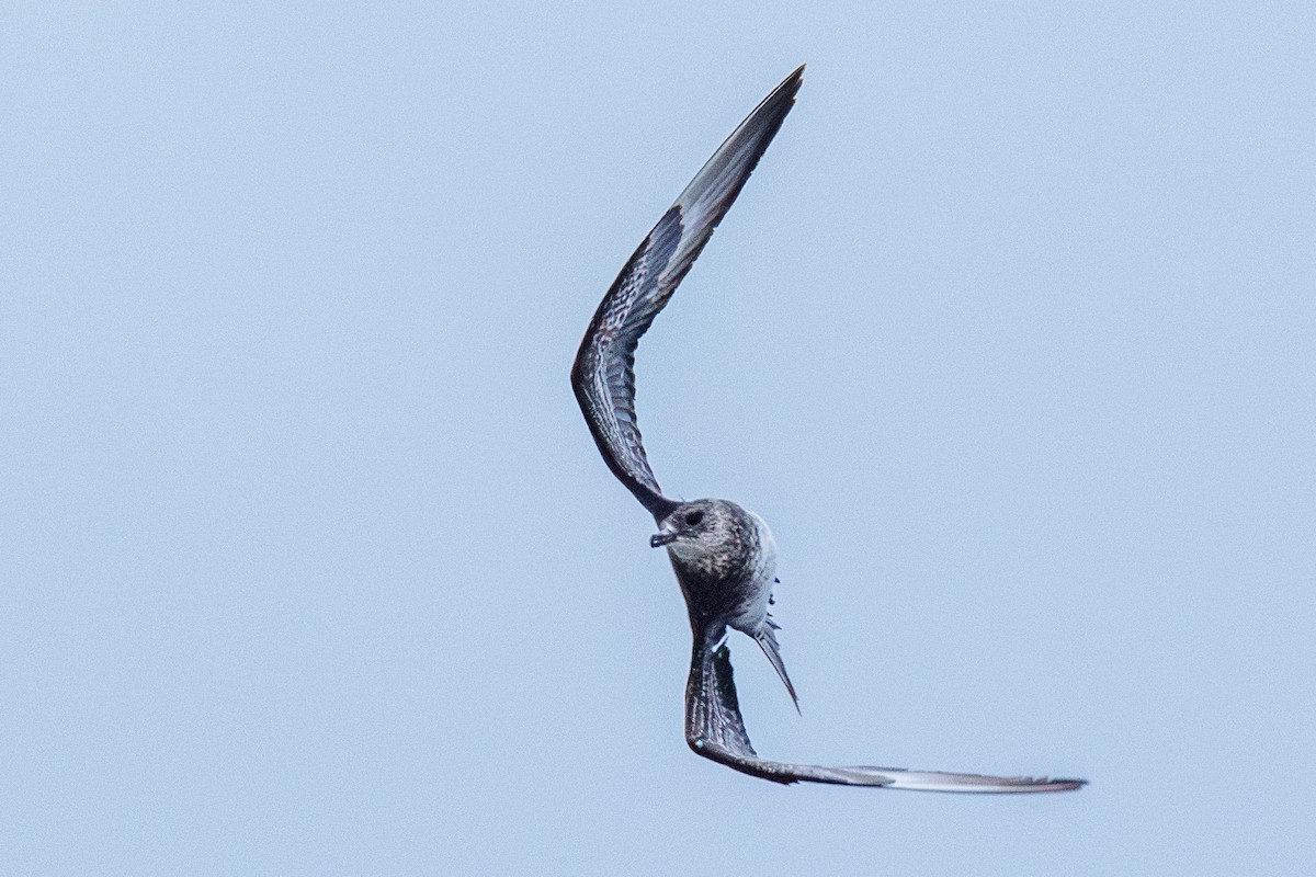 Поморник короткохвостий - ML646547277