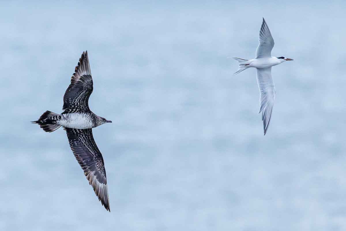 Поморник короткохвостий - ML646547278