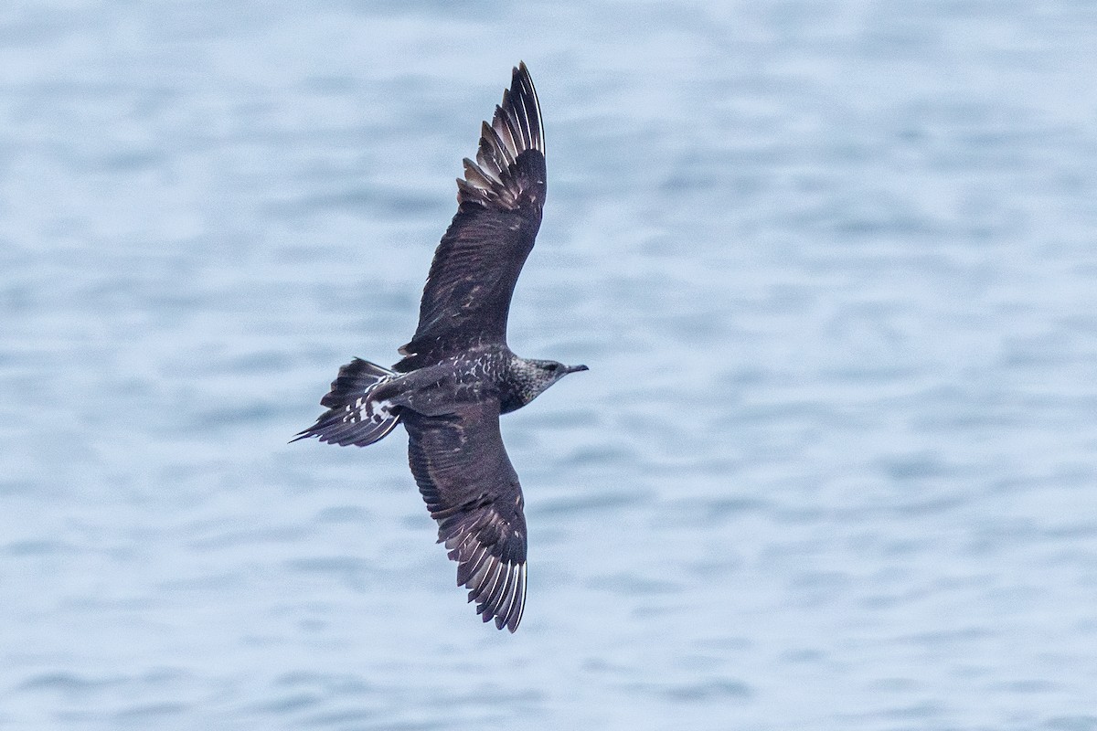 Поморник короткохвостий - ML646547279