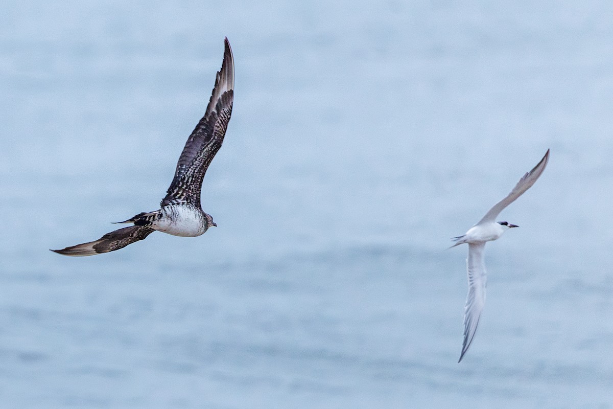 Поморник короткохвостий - ML646547281