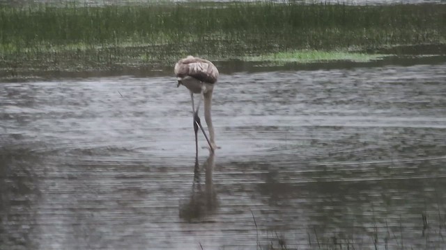 Фламінго рожевокрилий - ML646547282
